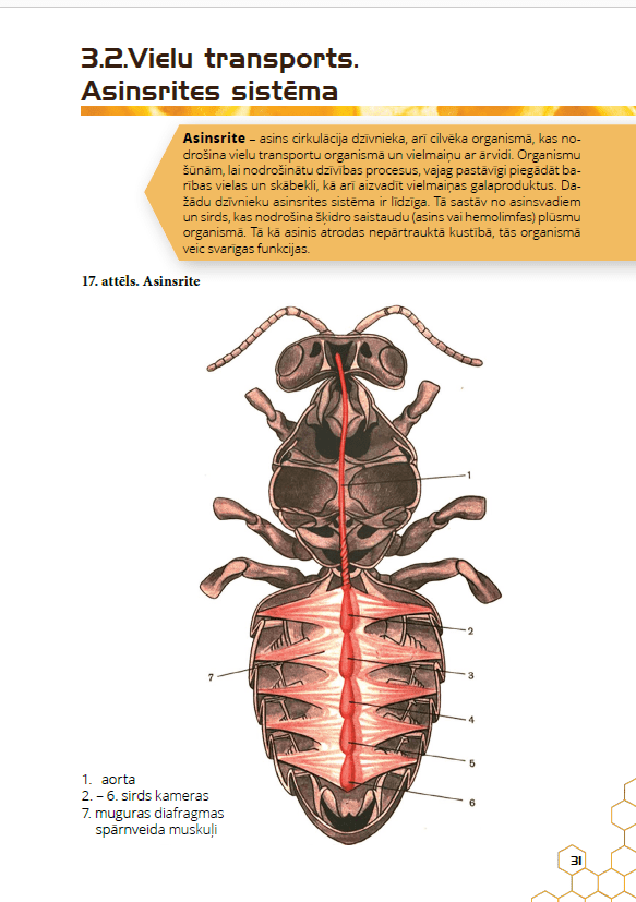 Bišu saimes bioloģija (IZDRUKĀTS)