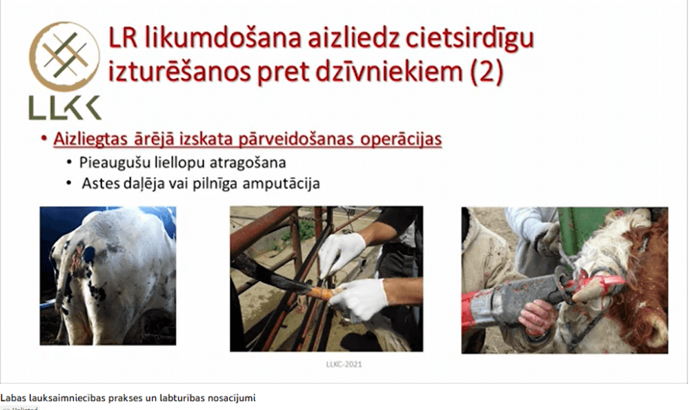 Labas lauksaimniecības prakses nosacījumi un labturības nodrošinājums piena lopkopības saimniecībās (II)