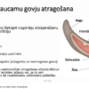 Labas lauksaimniecības prakses nosacījumi un labturības nodrošinājums piena lopkopības saimniecībās (II)