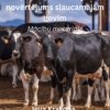 Ķermeņa kondīcijas novērtējums slaucamajām govīm