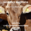 Cietstāvošu govju selektīva ārstēšana