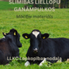 Biežāk izplatītās slimības liellopu ganāmpulkos