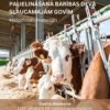 Rupjās lopbarības īpatsvara palielināšana barības devā slaucamajām govīm