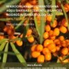 Mikroorganismu izmantošana augu barības elementu bilances nodrošināšanā bioloģisko smiltsērkšķu audzēšanā 2022-2025