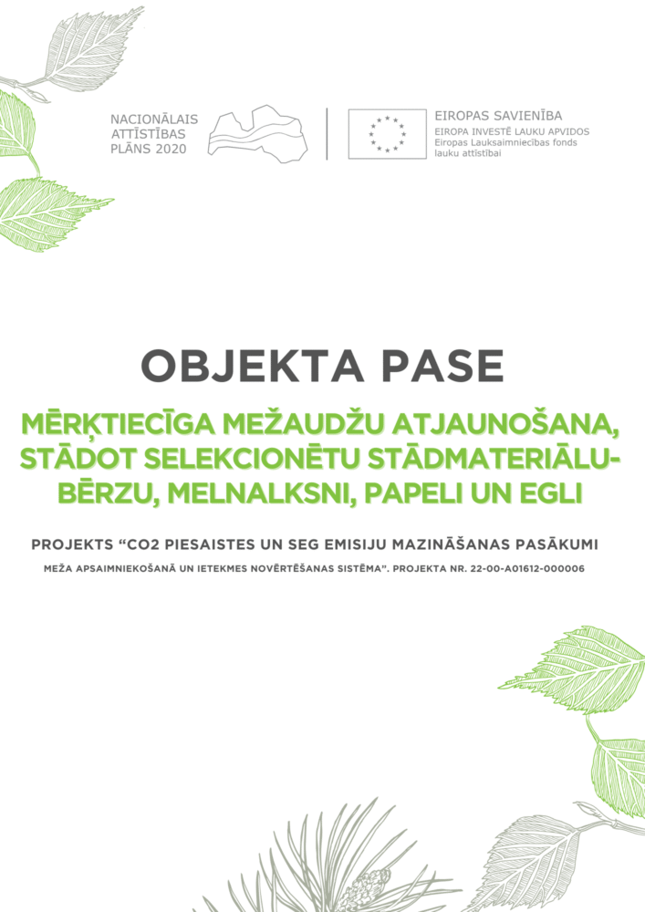Mērķtiecīga mežaudžu atjaunošana, stādot selekcionētu stādmateriālu-bērzu, melnalksni, papeli un egli