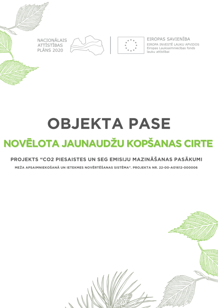 Novēlota jaunaudžu kopšanas cirte