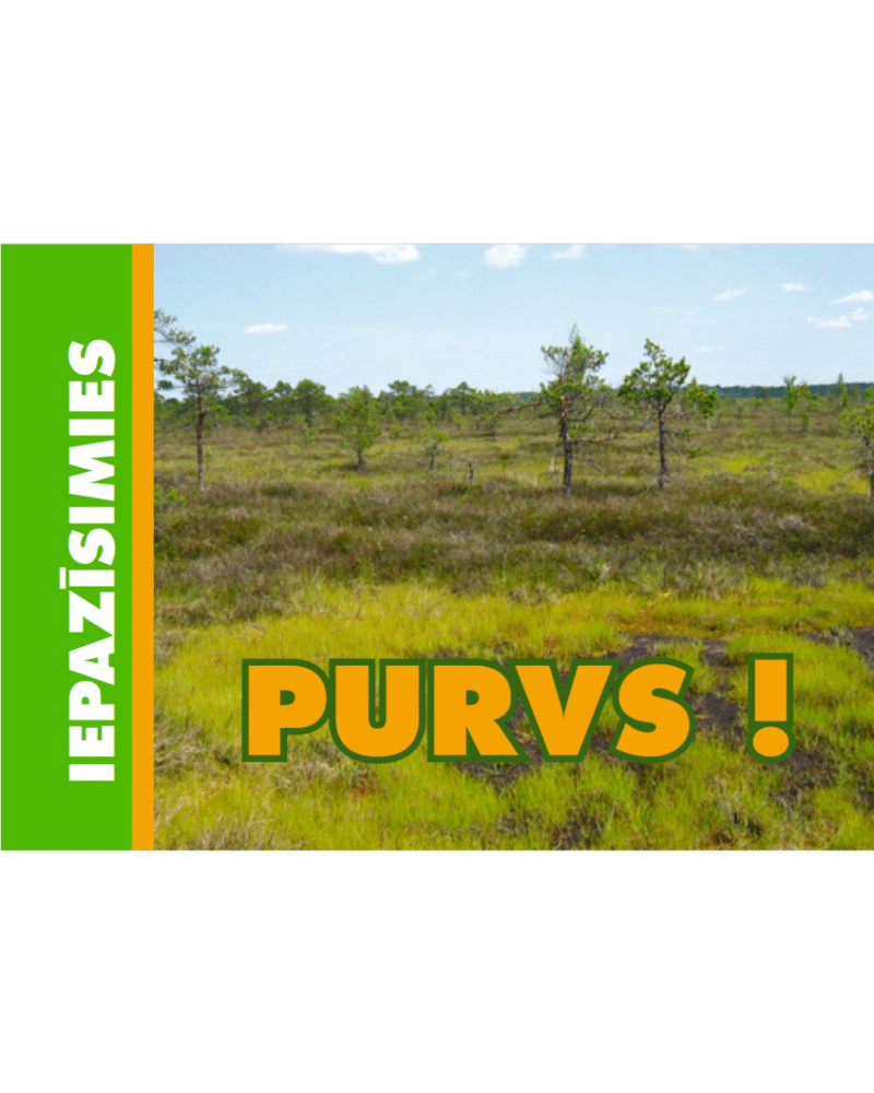 Purvs